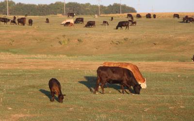 Group of mixed cattle grazing drought-stressed pasture.
