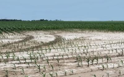 Corn field with soil salinity problem.