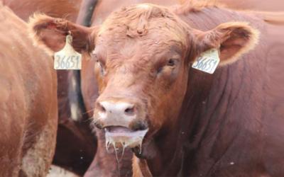Heat-stressed cow in feedlot.
