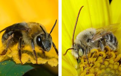 Left: Squash bee adult. Right: Male long-horned bee.