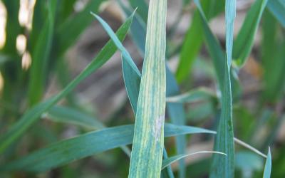 Wheat leaf showing the green and yellow mosaic streaking associated with WSMV.