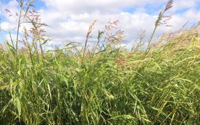 A tall grassy warm season cover crop blend grown in South Dakota.