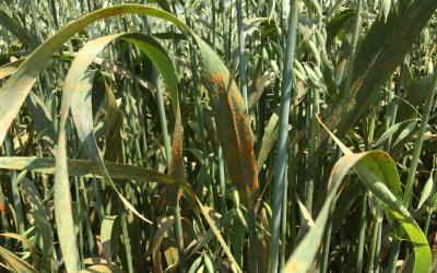 Oat leaves covered in orange pustules.