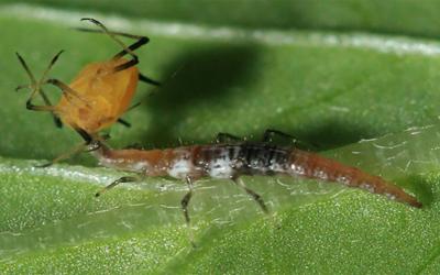 A thin brown insect with two white spots on its side hoisting a yellow insect up with its mouthparts.