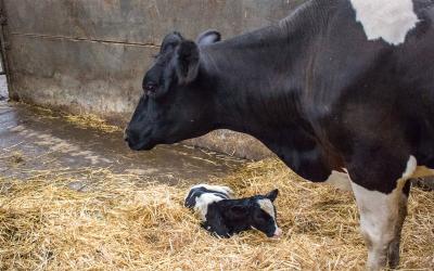 Newborn dairy calf and mother cow.