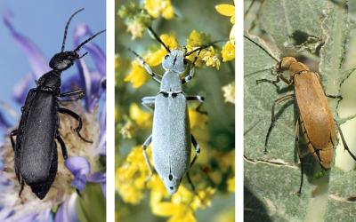 Three beetles. From left: Black colored blister beetle on a purple flower. Gray colored blister beetle on a green alfalfa stem. Orange-brown colored blister beetle feeding on a sunflower head.