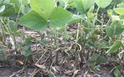 Green soybean with wilting/dying soybean within the same row.