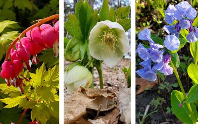 Bleeding heart, lenten rose and Virginia blue bell flowers.