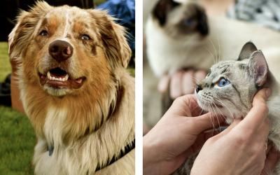 Left: Australian Shepherd at dog show. Right: Thai cat at cat show.