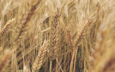Winter wheat.