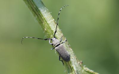 Gray beetle with long antennae that are alternating white and black pattern on green leaf petiole.