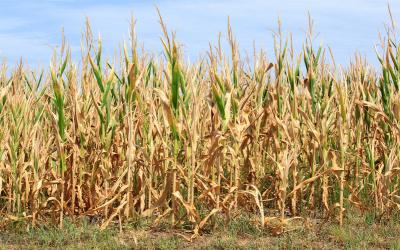 Drought-stressed corn field.