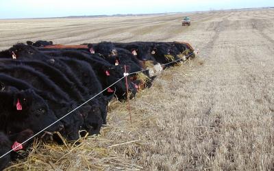 Row of cattle swatch grazzing along a fenceline in a field.