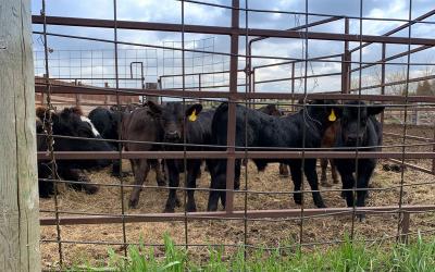 Group of beef calves in a pen.