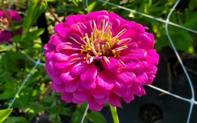 Benary’s Giant Purple flower growing in trial plot.