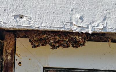 Cluster of wasps on a honeycombed surface.