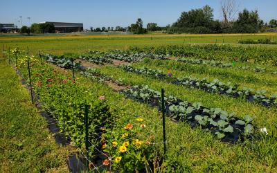 Garden at the SDSU Specialty Crop Research Field-South