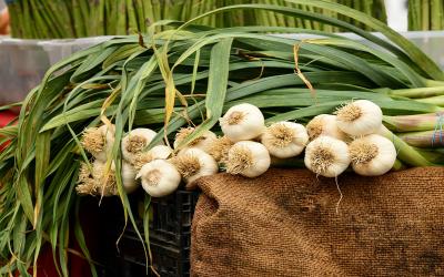 Bunches of freshly harvested garlic bulbs.