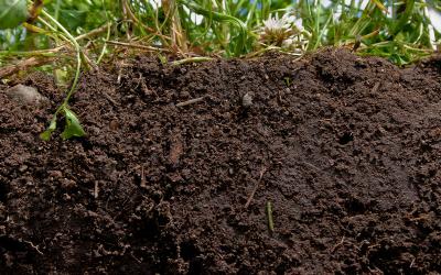 Healthy soil with ample organic matter throughout.