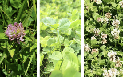 Red, White x Kura, and Dutch White clover crops.
