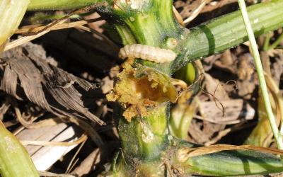 A creamy white larva next to a hole where it had previously been feeding.