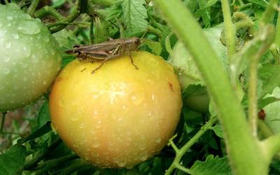 A brownish tan grasshopper with black chevron marking on its hind legs sitting on a ripening tomato.