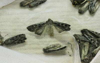 Several brownish gray moths with light markings present on their wings.
