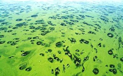 Lake water with intense algae bloom throughout.