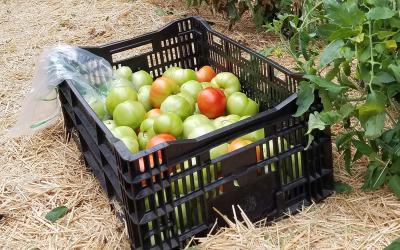 Crate of harvested green tomatoes in a garden.