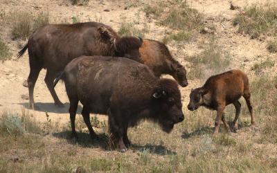 Small group of bison on rangeland.