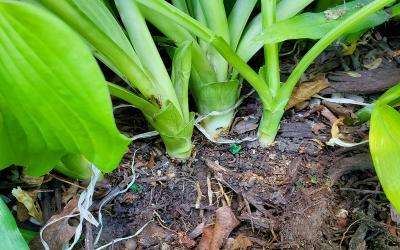 Several Hosta shoots ready for division.