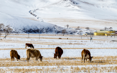 Small herd of cattle grazing in a snow covered field