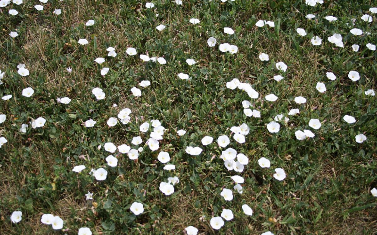Weeds & Invasive Plants SDSU Extension