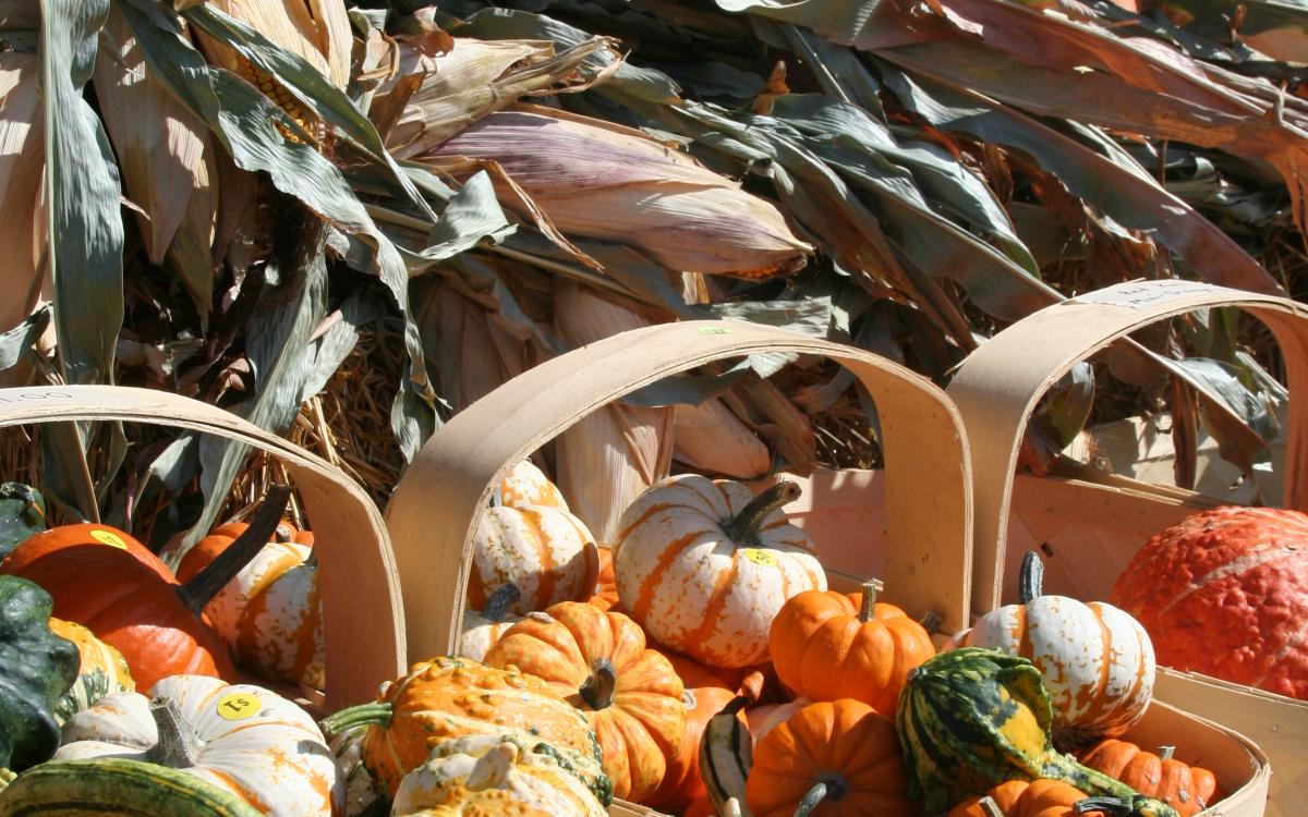 Selling and Distributing Eggs in South Dakota