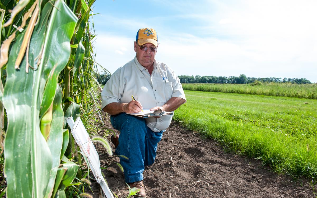 Weed Control in Sweet Corn