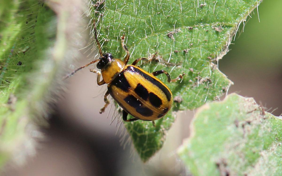 Bean Leaf Beetles Are Back Adults Observed Near Beresford