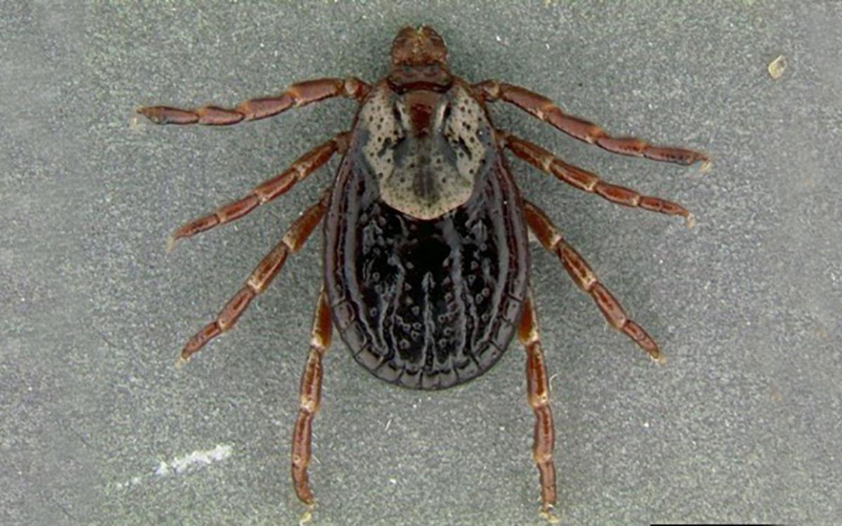 An identification guide for Common Spiders in South Dakota