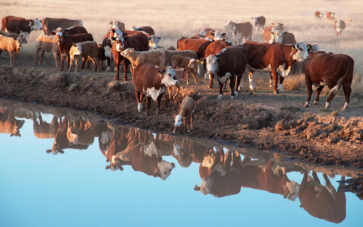 Sweet Clover Poisoning