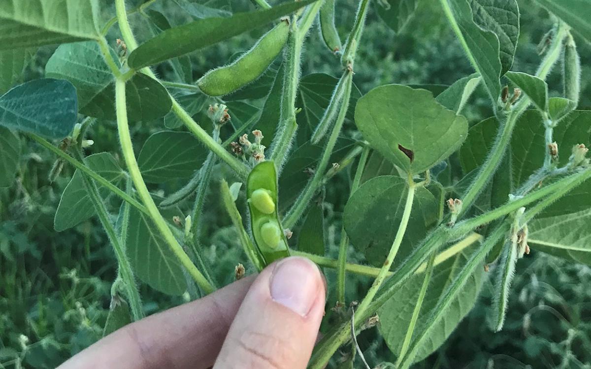 Want a Premium Price? Weed Control In NONGMO Soybeans