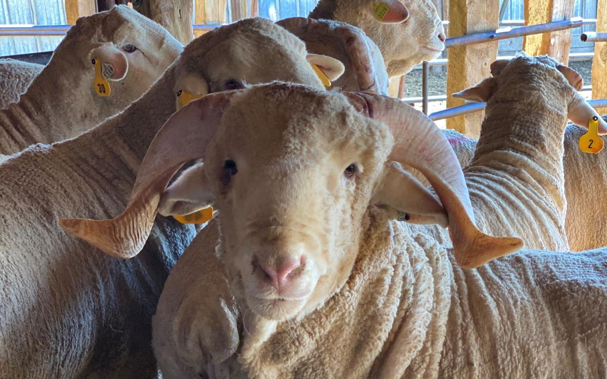 Use of the EAZIBREED Sheep CIDR in Spring Mated Ewes