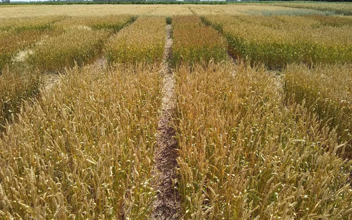 South Dakota Agricultural Land Market Trends