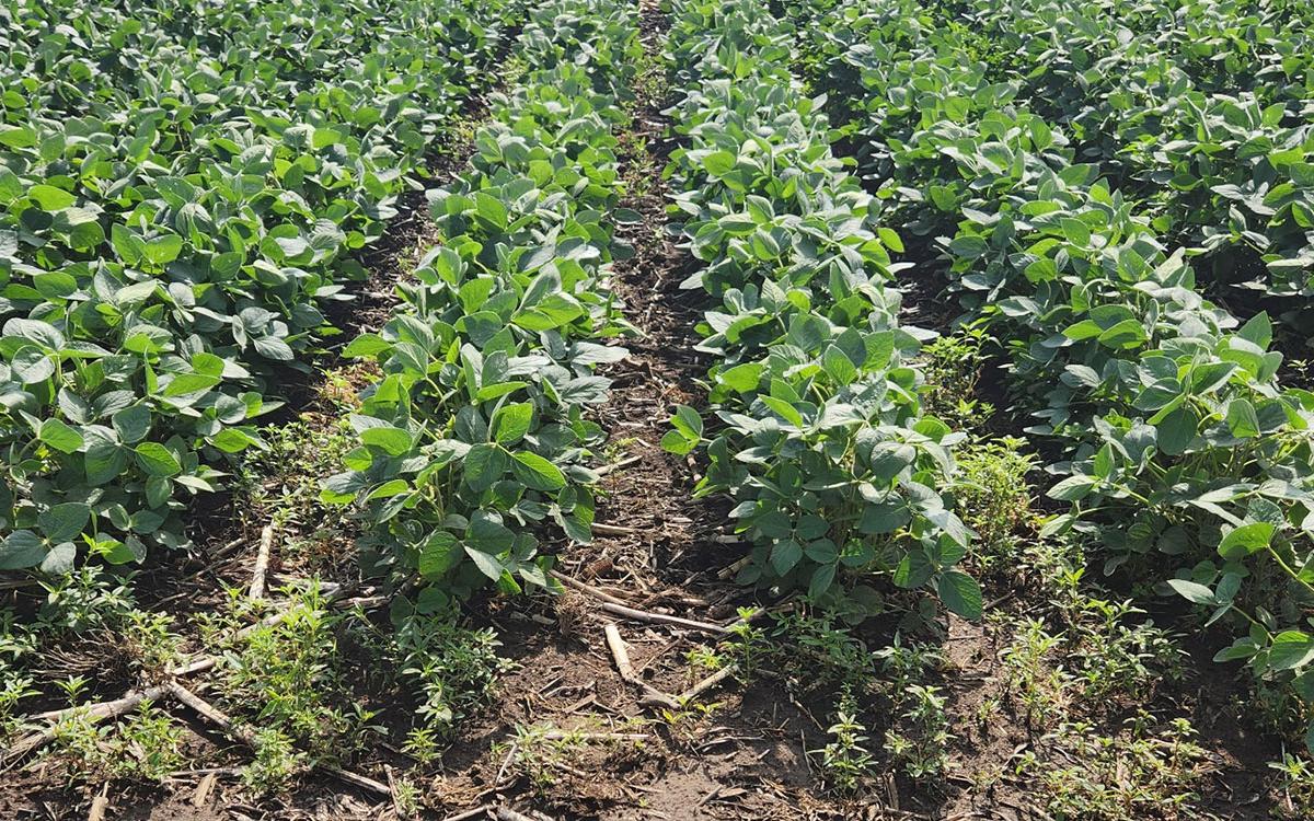 considerations-for-postemergence-herbicides