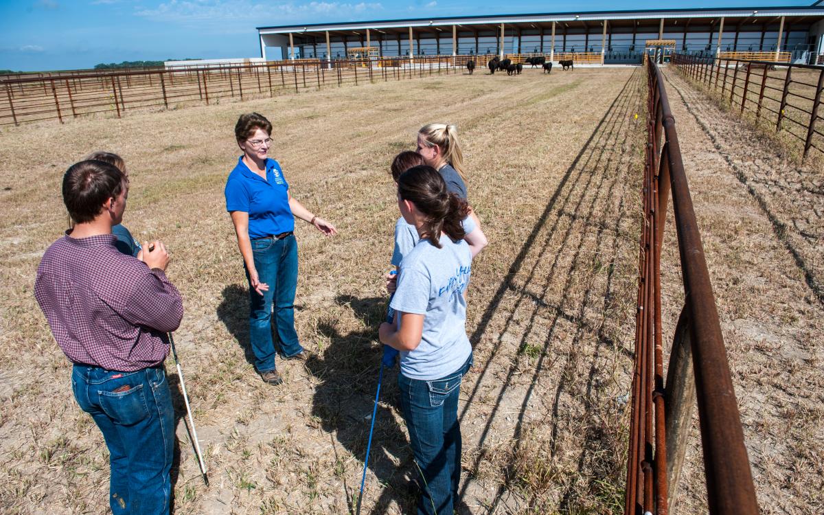BEHAVIOR OF CATTLE visual data 7