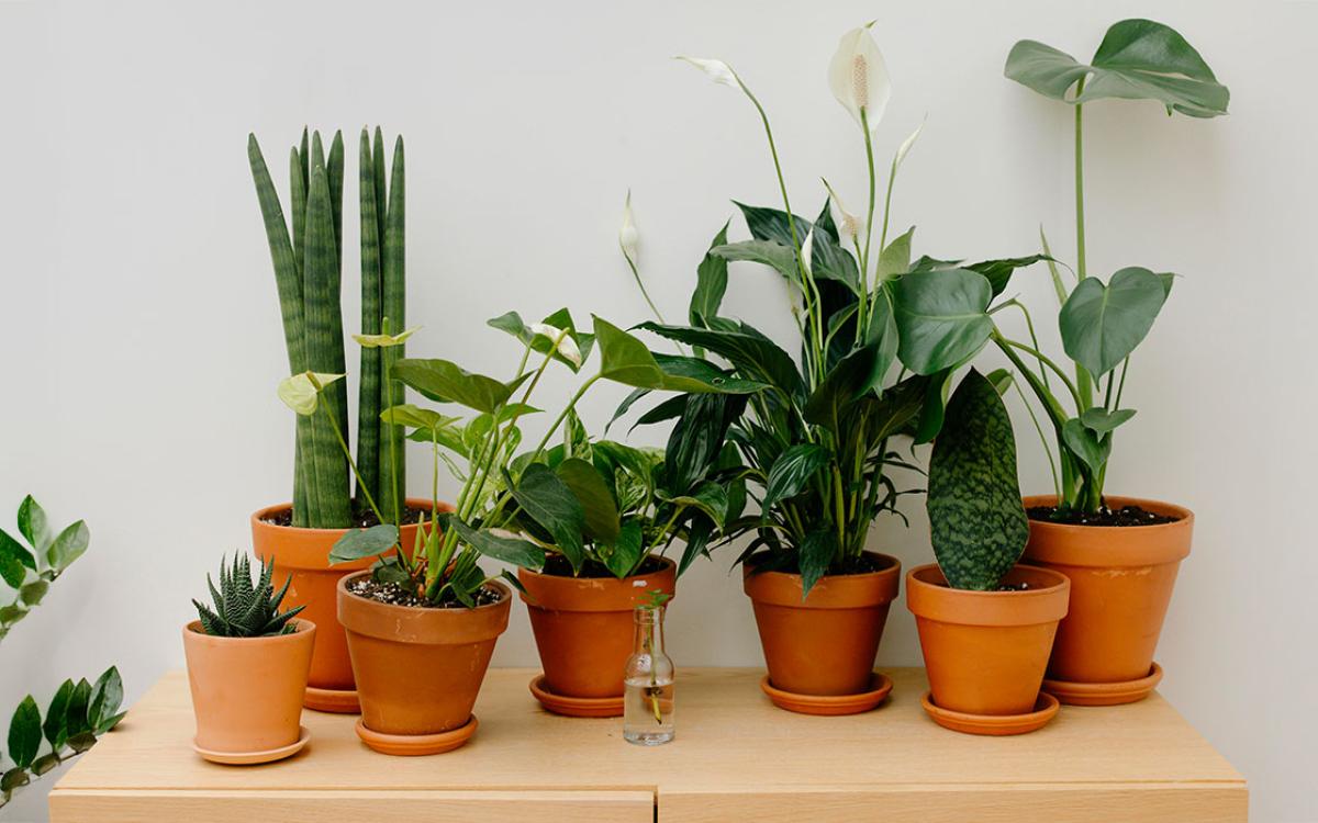 Master Gardener Conference