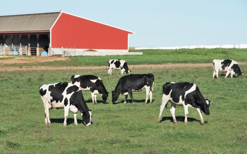 small group of dairy cattle grazing in a pasture near a red monoslope barn
