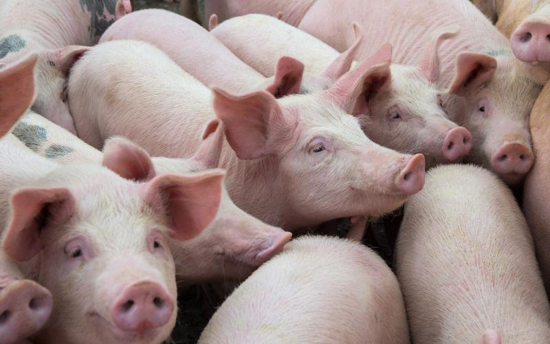 group of young piglets