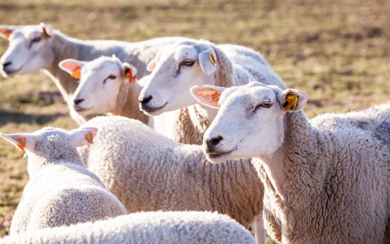 small group of sheep standing in a pasture