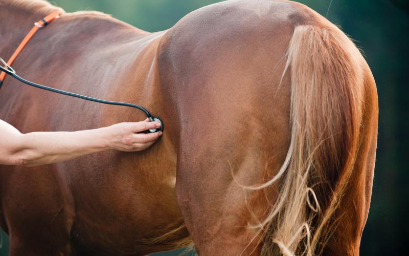 veterinarian using a stethoscope on a horse