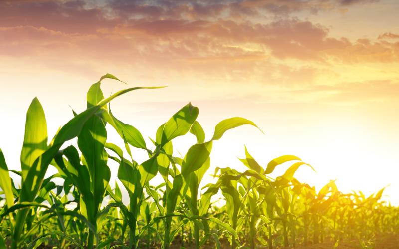 corn field with sunrise in the background