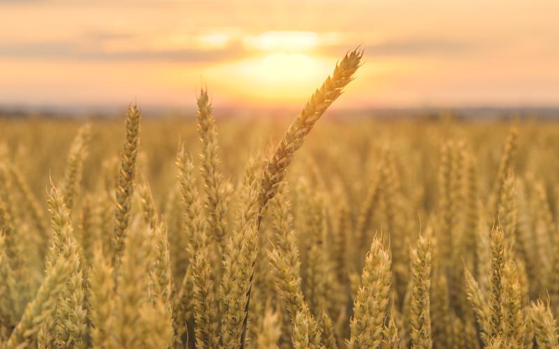 wheat field